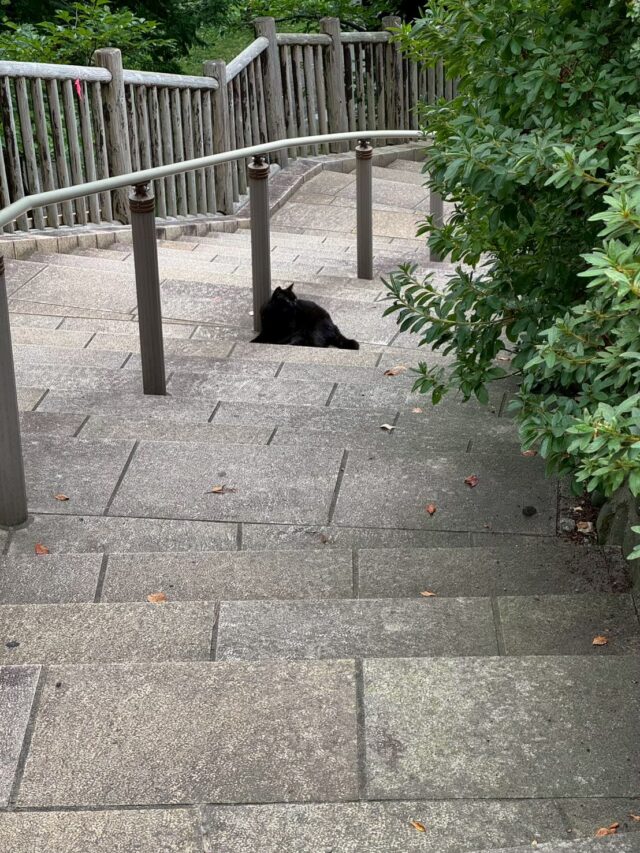 函館公園の展望台怪談にいるネコ
