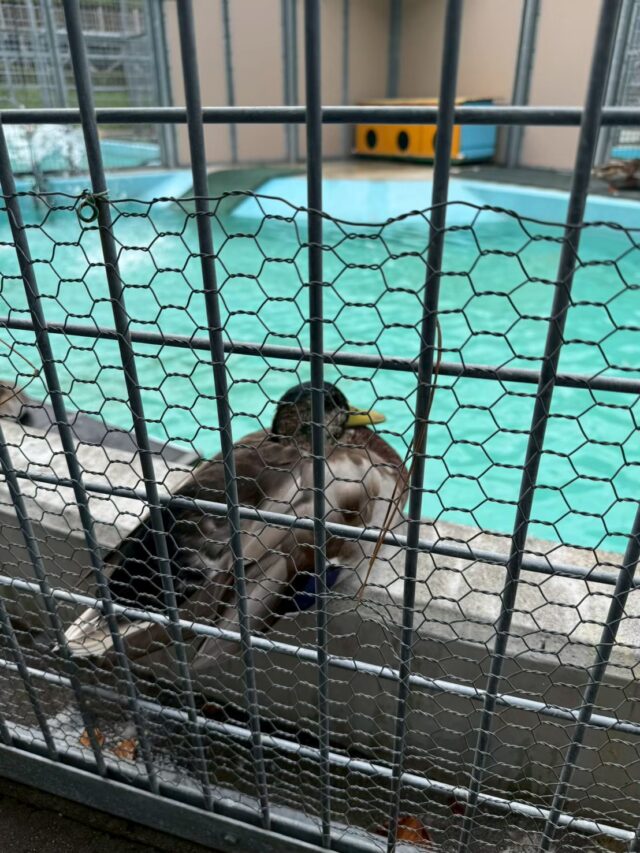 函館公園のカモ