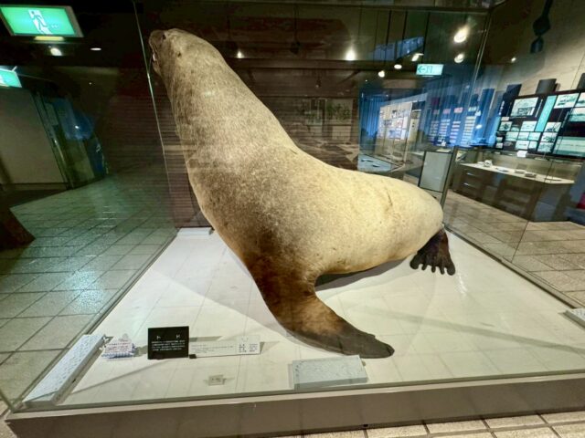 函館北洋資料館のトドの剥製