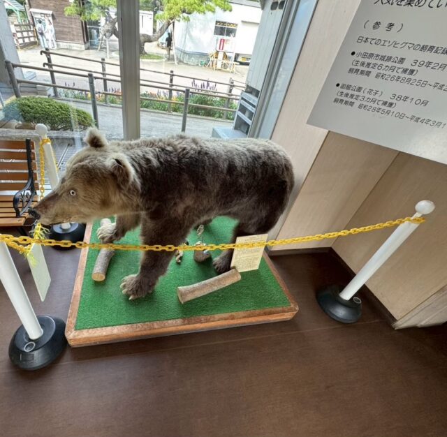 函館公園のヒグマの標本