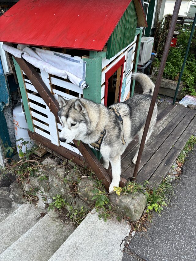函館「まるたま小屋」のシベリアンハスキーの看板犬ライくん