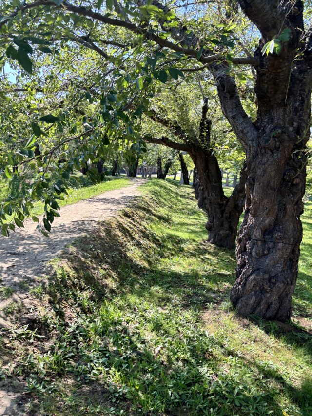 五稜郭公園の新緑の桜並木