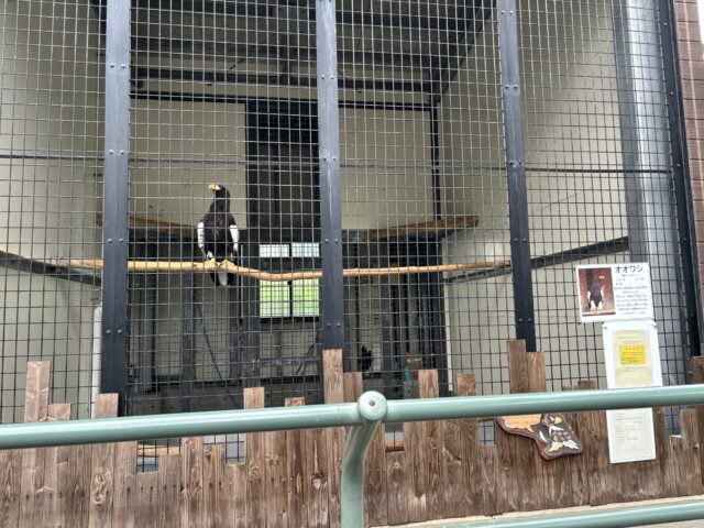 函館公園のオオワシ