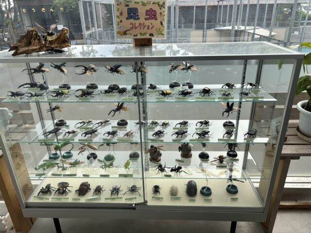 函館公園の昆虫標本