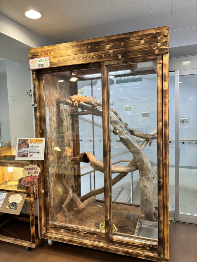 函館公園のレッドイグアナ